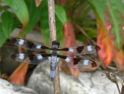 Twelve-spotted Skimmer