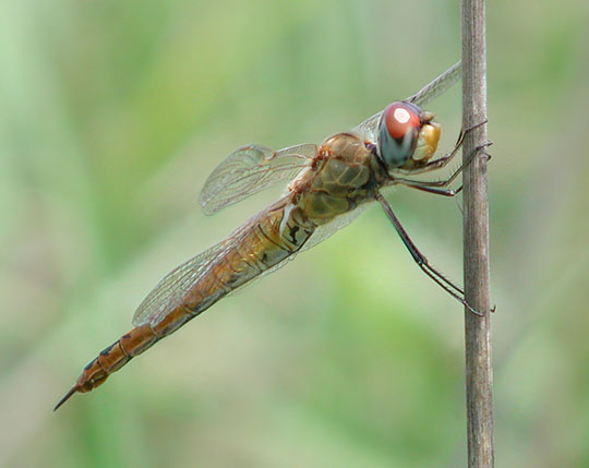 Wandering Glider