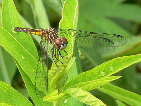 Blue Dasher female
