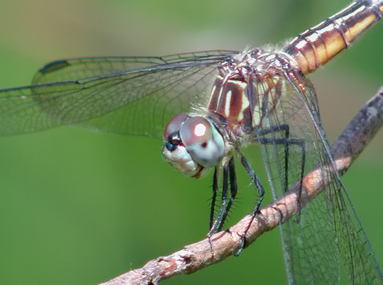 Blue Dasher female