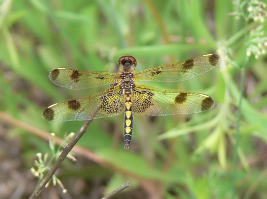 Calico Pennant female