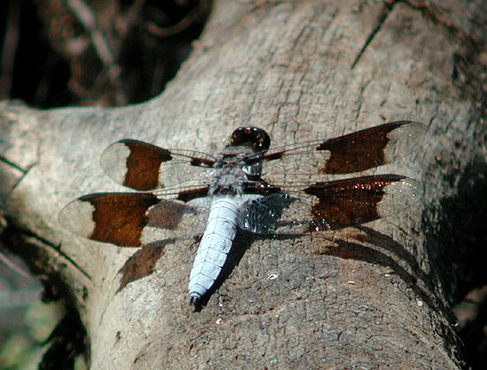 Common Whitetail