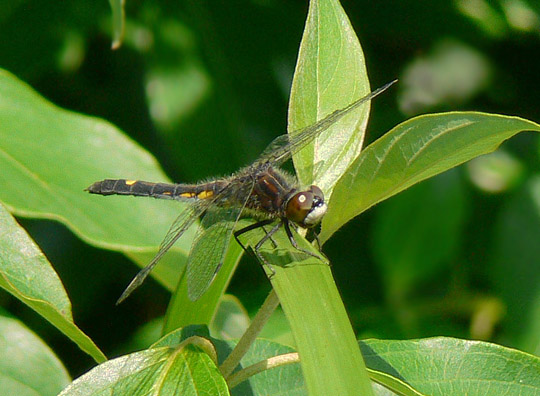 Dot-tailed Whiteface