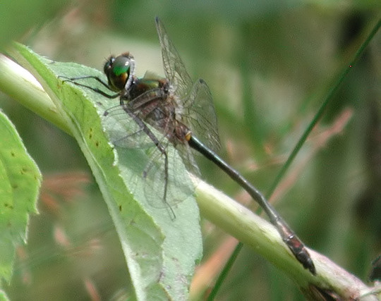 Racket-tailed Emerald in Illinois
