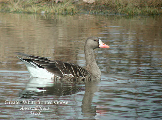Greater White-fronted Goose