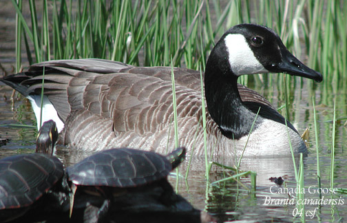 Canada Goose