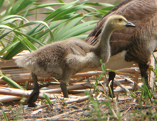 Canada Goose gosling
