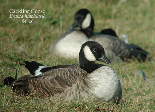 Cackling Goose