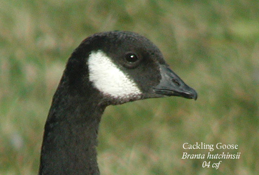 Cackling Goose