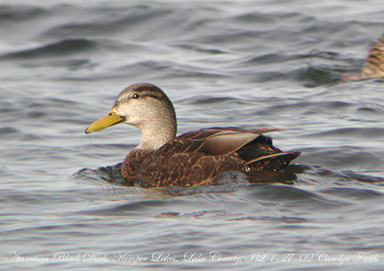 American Black Duck