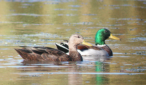 American Black Duck and Mallard