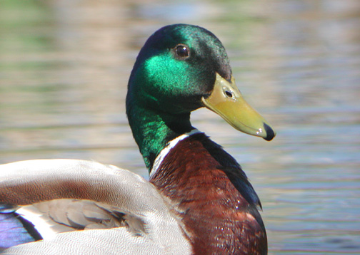 Mallard