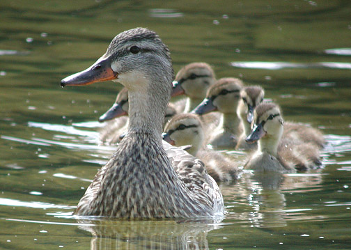 Mallard female and brood