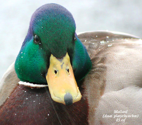 Mallard