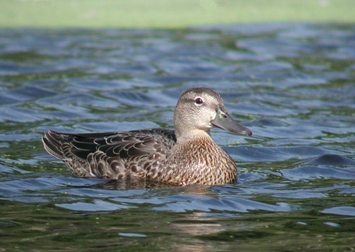 Blue-winged Teal