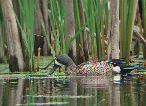 Blue-winged Teal