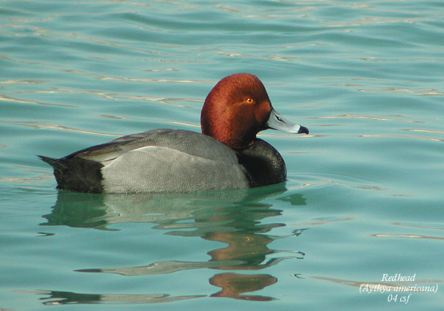 Redhead