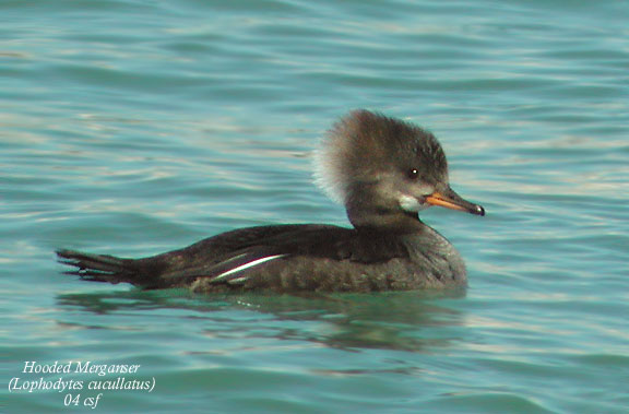 Hooded Merganser female