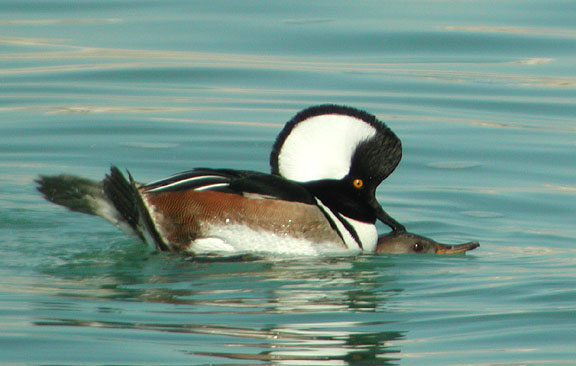 Hooded Merganser pair mating