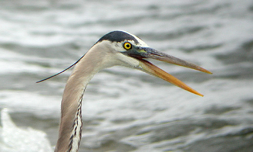 Great Blue Heron