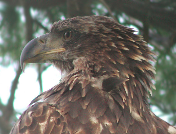 Bald Eagle immature
