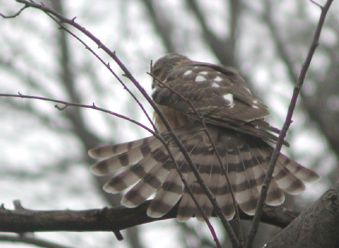 Sharp-shinned Hawk