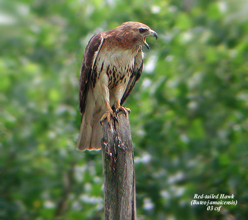 Red-tailed Hawk