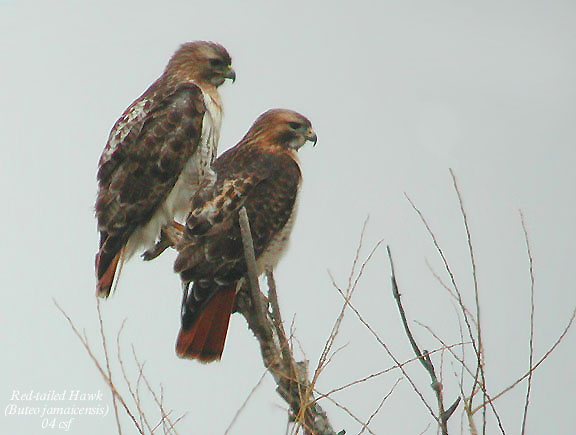 Red-tailed Hawk pair