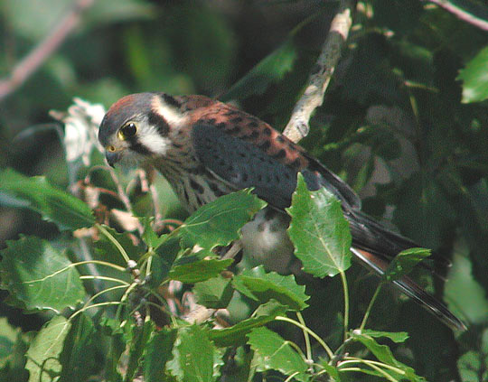 American Kestrel