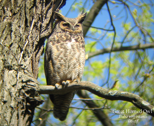 Great Horned Owl