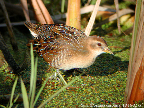 Sora