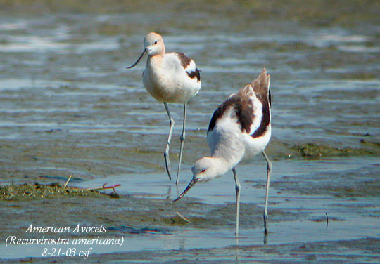 American Avocets