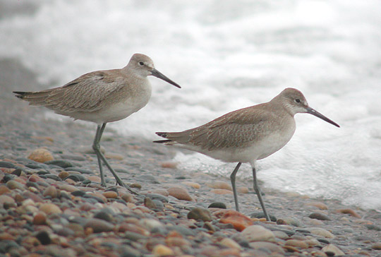 Willets