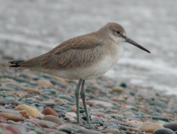 Willet