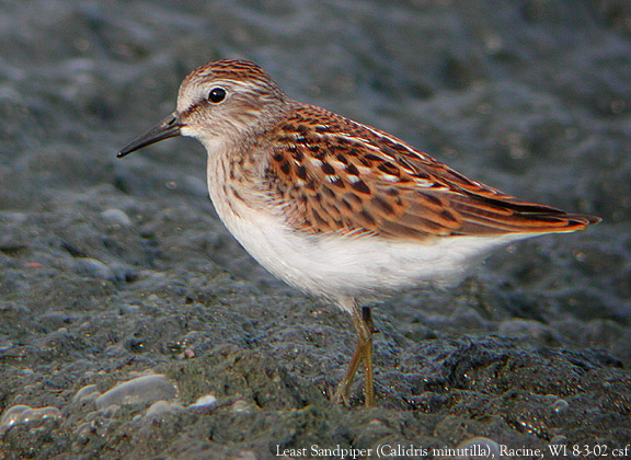 Least Sandpiper juv.