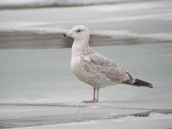 Ring-billed Gull
