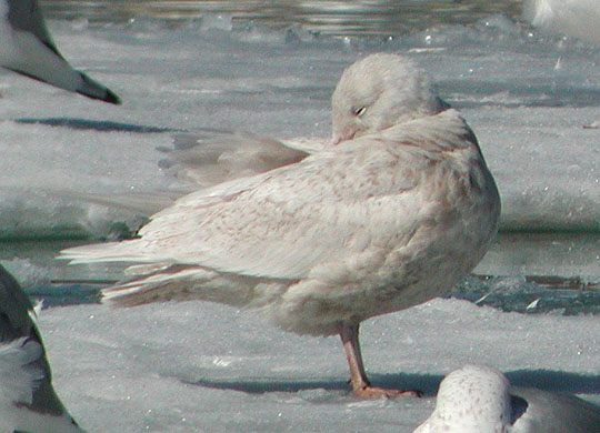 Glaucous Gull