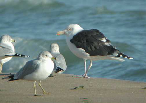 Great Black-backed Gull