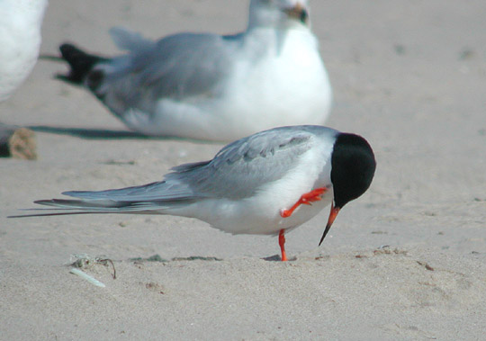 Forsters Tern