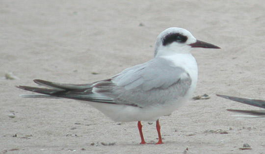 Forsters Tern 1st spring