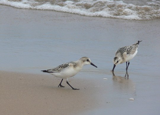 Sanderlings