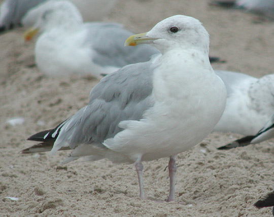 Thayers Gull