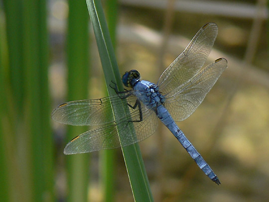 Western Pondhawk male