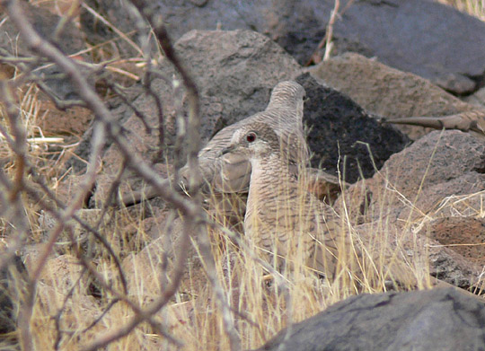 Inca Doves
