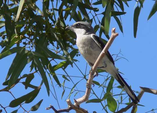 Loggerhead Shrike