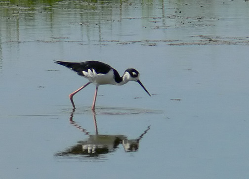Black-necked Stilt