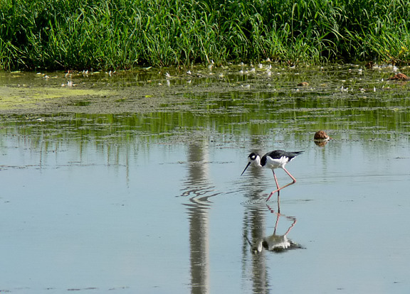 Black-necked Stilt