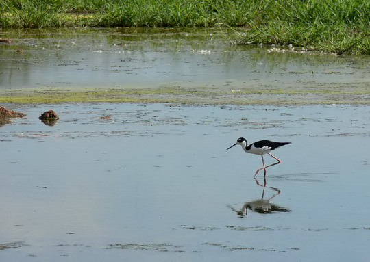 Black-necked Stilt