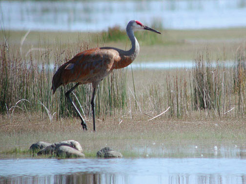 Sandhill Crane