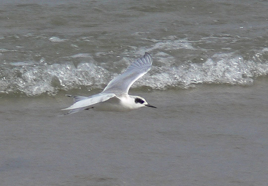 Forsters Tern juv.